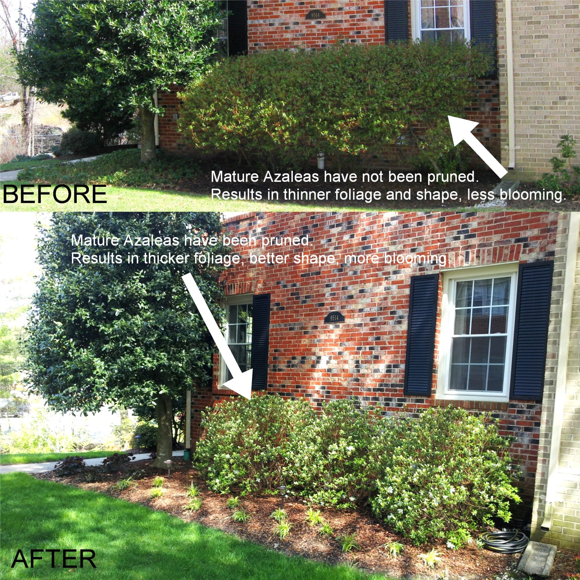 How do I trim my shrubs   Premium Lawn and Landscape
